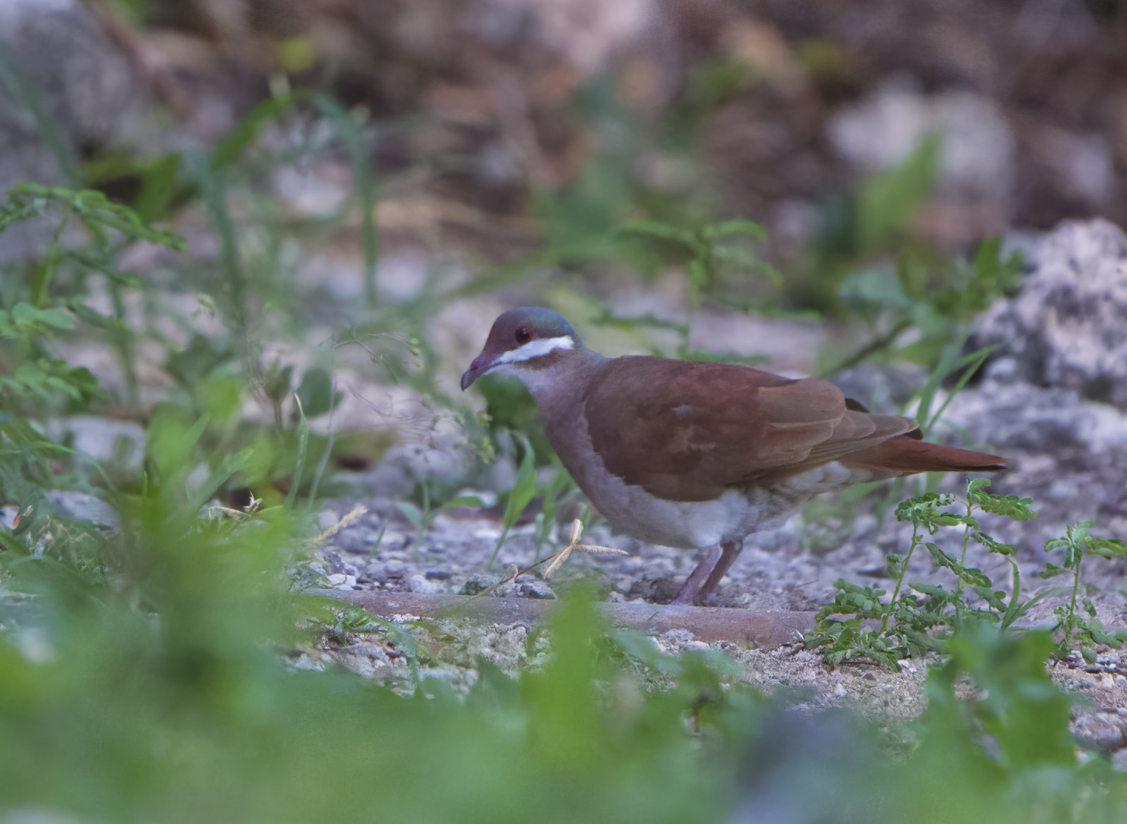 image Key West Quail-Dove